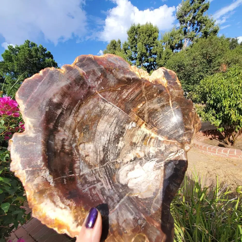 13lbs+ Red Brown XL Petrified Wood Fossilized Bowl 6210 grams